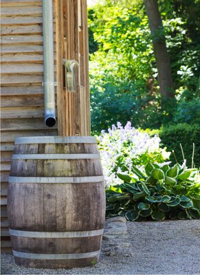 Water-friendly garden for summer