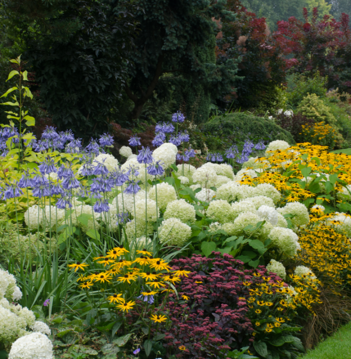 Order perennials online | Ahern Nurseries & Plant Centre - Kilmallock,Co. Limerick, Ireland