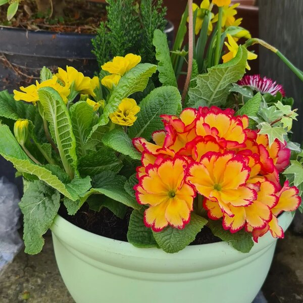 Planted Pots and Baskets