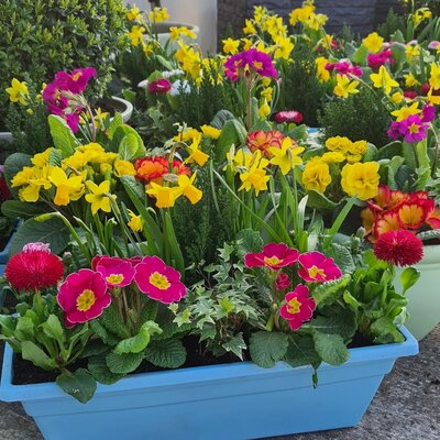 Planted Pots and Baskets