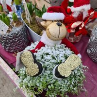 Christmas Trees & Wreaths