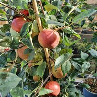 Fruit | Ahern Nurseries & Plant Centre
