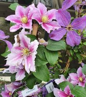 Climbing Plants | Ahern Nurseries & Plant Centre