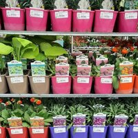 Perennials | Ahern Nurseries & Plant Centre
