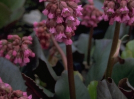 Gorgeous Winter perennials