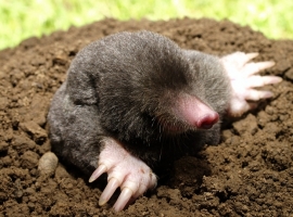 Managing moles
