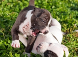 Dog-friendly gardening