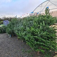 Christmas | Ahern Nurseries & Plant Centre