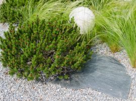 Conifers for small gardens