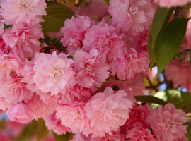 Flowering Trees