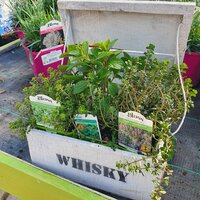 Herbs | Ahern Nurseries & Plant Centre