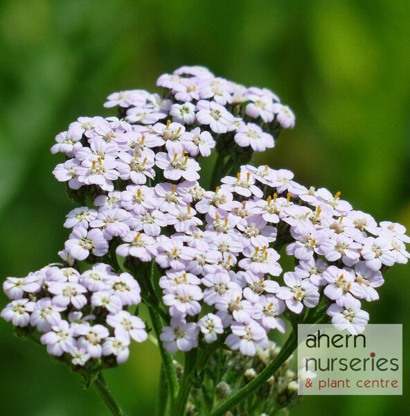 Achillea Lilac Beauty - image 2