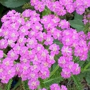 Achillea Lilac Beauty - image 1