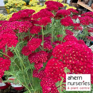 Achillea Pomergranate