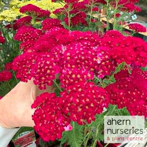 Achillea Pomegranate - image 2