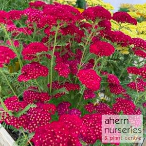 Achillea Pomegranate - image 4