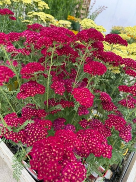 Achillea Pomegranate - image 3