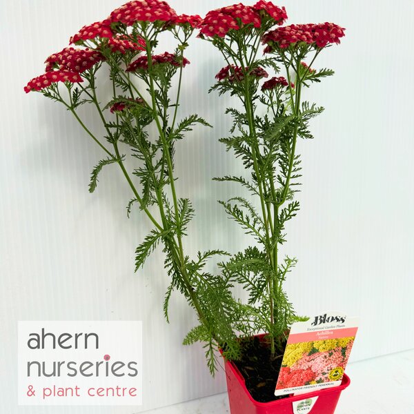Achillea Pomegranate - image 6