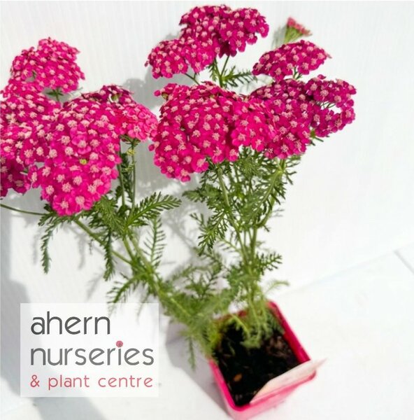 Achillea Pomegranate - image 5
