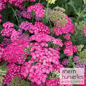 Achillea Saucy Seduction - image 3