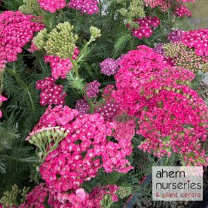 Achillea Saucy Seduction - image 2