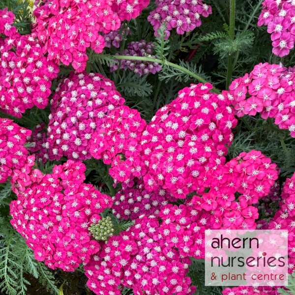 Achillea Saucy Seduction - image 1