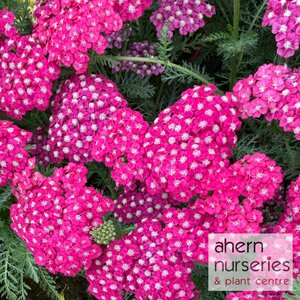 Achillea Saucy Seduction