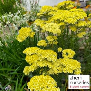 Achillea Sunny Seduction