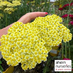 Achillea Sunny Seduction - image 2