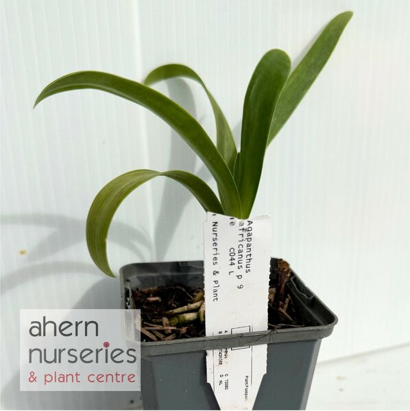 Agapanthus africanus - image 5