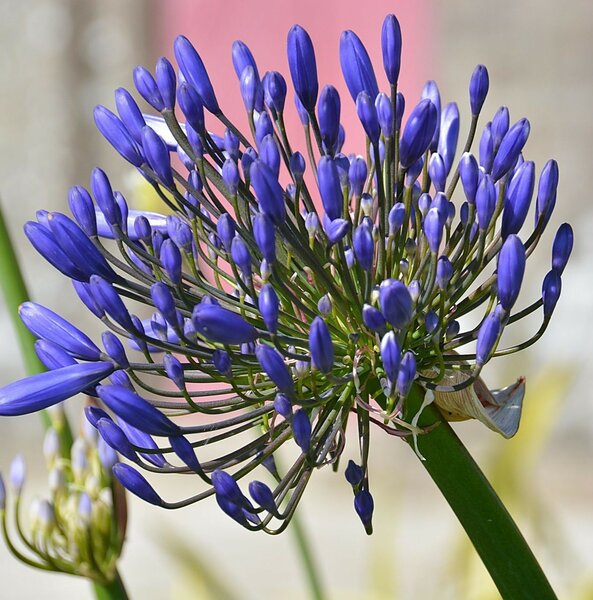 Agapanthus africanus - image 1
