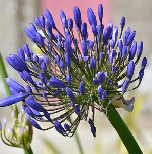 Agapanthus africanus - image 1