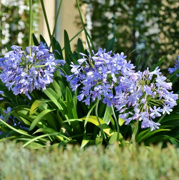 Agapanthus africanus - image 2