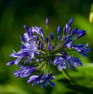 Agapanthus africanus - image 4