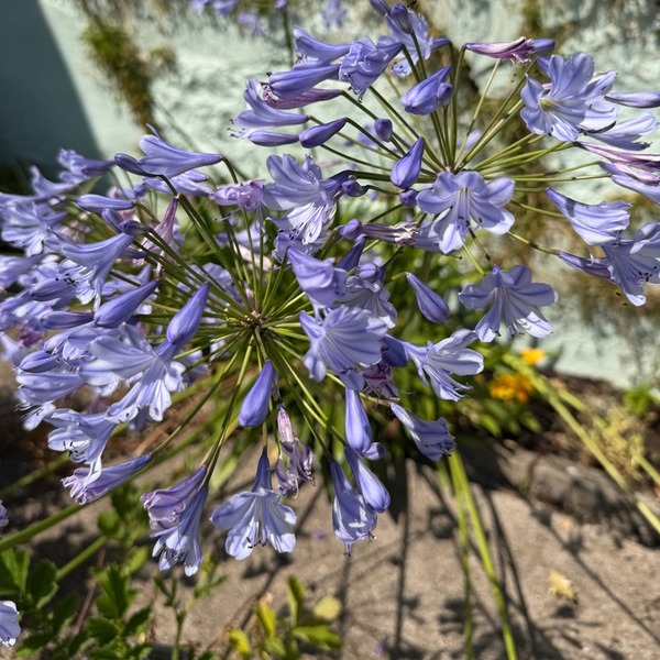 Agapanthus africanus - image 3