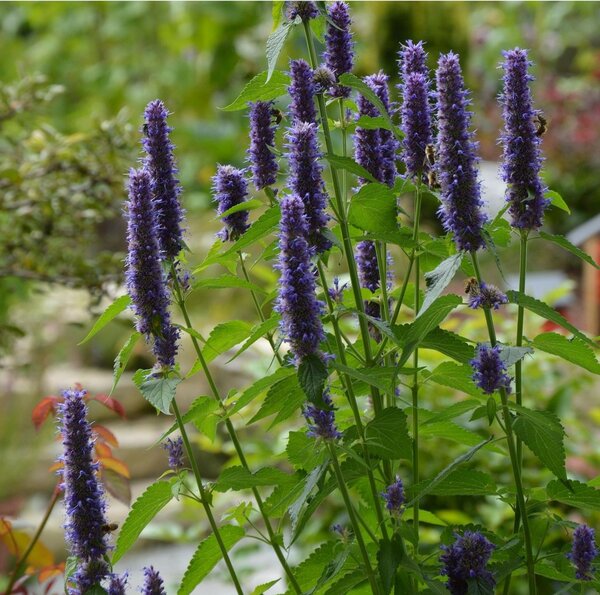 Agastache Black Adder - image 2