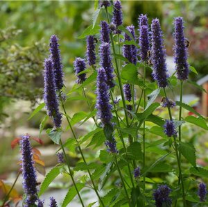 Agastache Black Adder - image 2