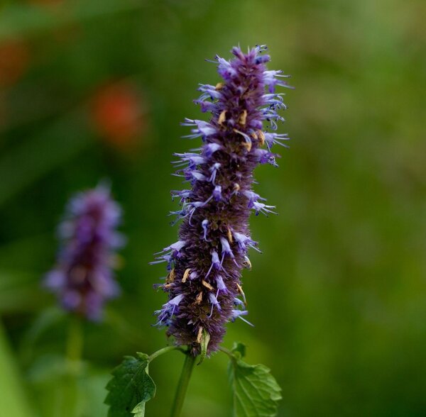 Agastache Black Adder - image 3