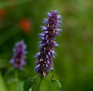 Agastache Black Adder - image 3