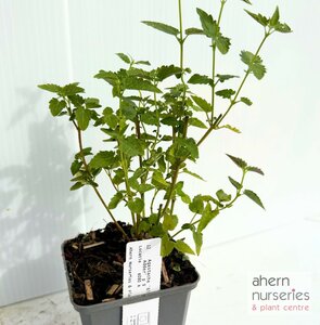 Agastache Black Adder - image 4