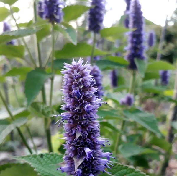 Agastache Black Adder - image 1