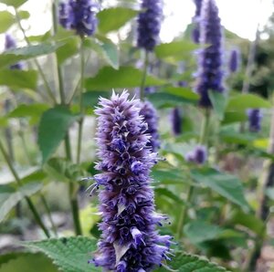 Agastache Black Adder - image 1