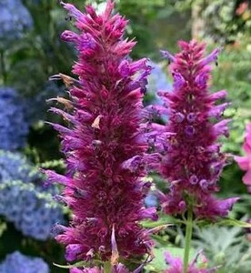 Agastache Globetrotter