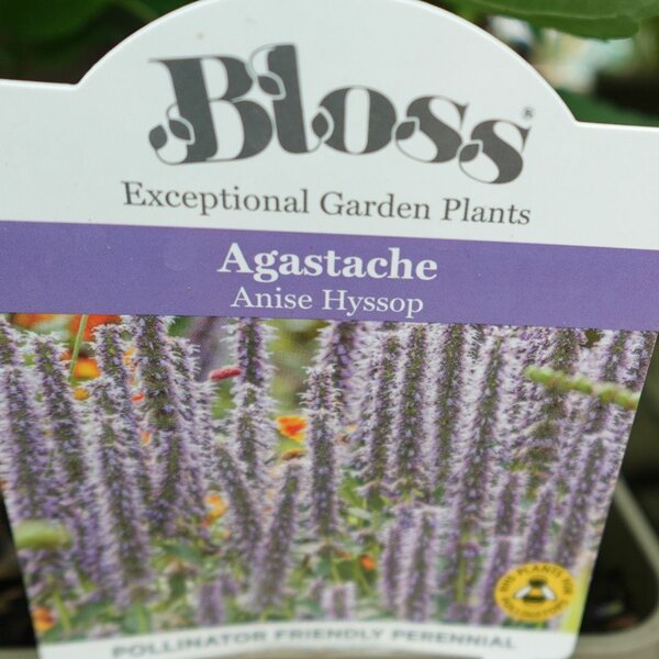 Agastache Purple Haze - image 3