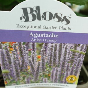 Agastache Purple Haze - image 3