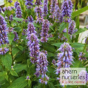 Agastache Purple Haze - image 1