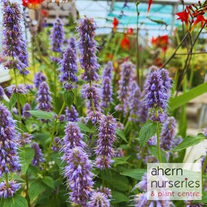 Agastache Purple Haze - image 2