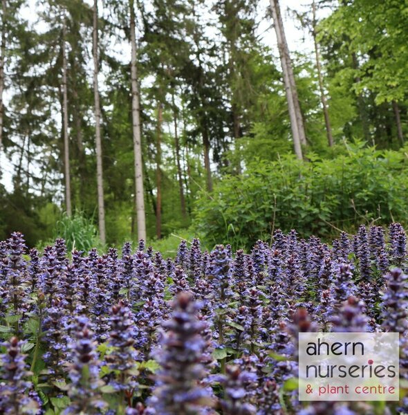 Ajuga Braunhertz - image 2