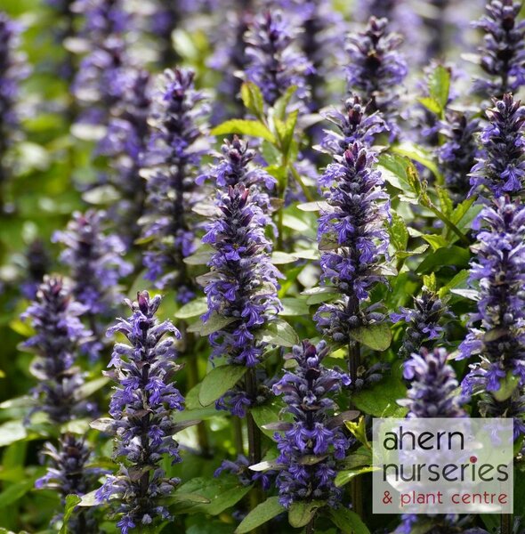 Ajuga Braunhertz - image 3