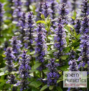 Ajuga Braunhertz - image 3